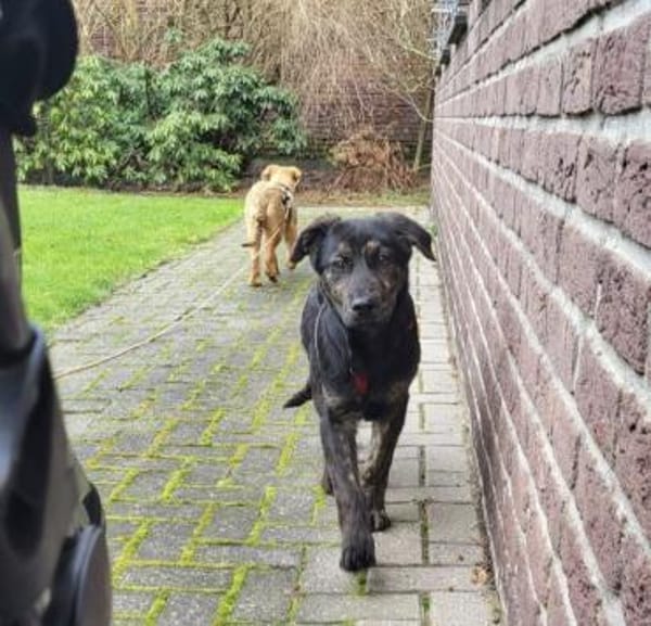 Puma sucht seine Familie 💙