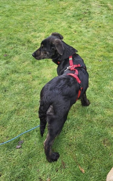 Puma sucht seine Familie 💙