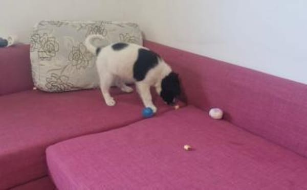 Peppi wartet auf sein eigenes Körbchen