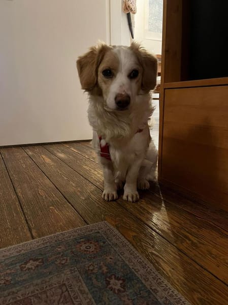 Darius wartet auf PS in HH