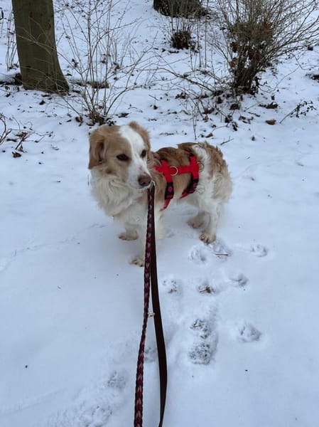 Darius wartet auf PS in HH