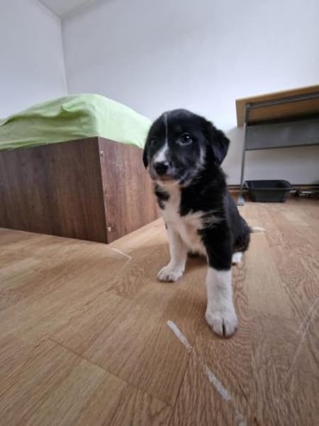 Toffy, kleines Hundemädchen sucht