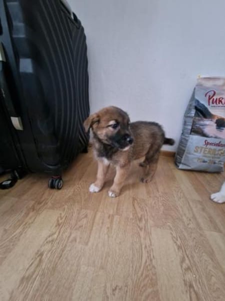 Tomi, auf der Suche nach dem Glück