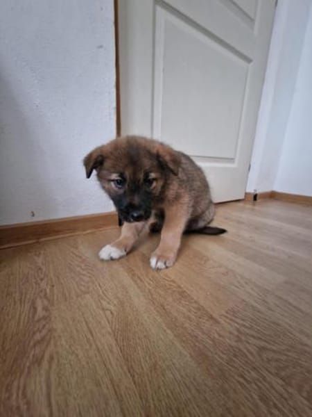 Tomi, auf der Suche nach dem Glück