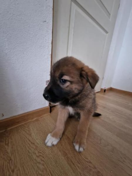 Tomi, auf der Suche nach dem Glück