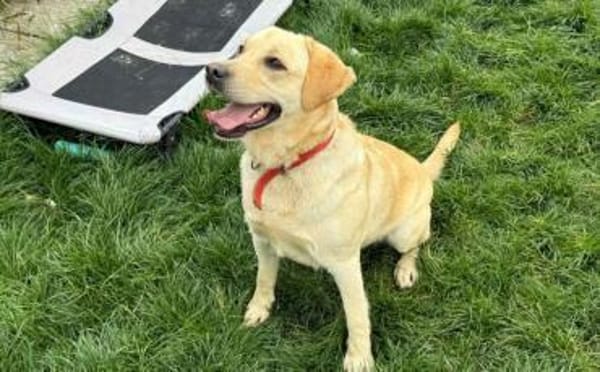 Yue sucht ein Zuhause