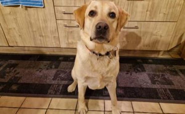 Yue sucht ein Zuhause