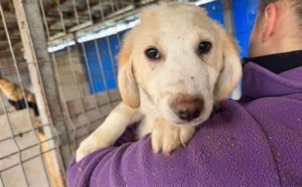 Mallow sucht seine Familie