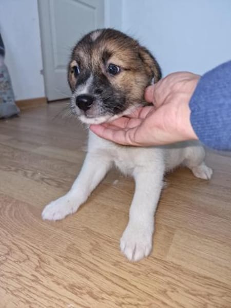 Titus, sucht sein Glück