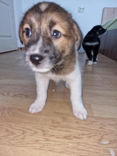 Titus, sucht sein Glück