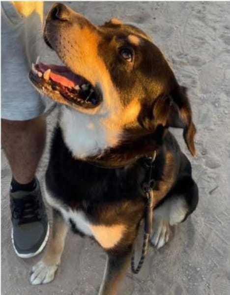 Samas aus RO, in DE 26605, sehr aktiv