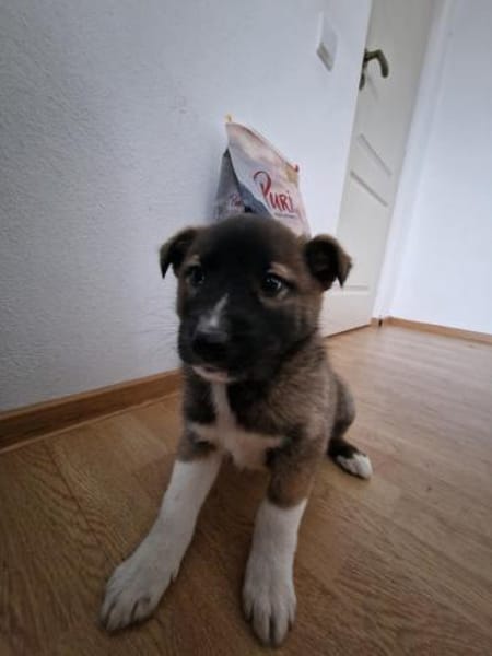 Timi, kleiner Hundemann sucht Zuhause