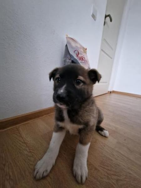 Timi, kleiner Hundemann sucht Zuhause