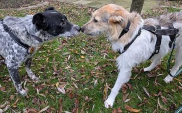 Darf Rocky nochmal ankommen?