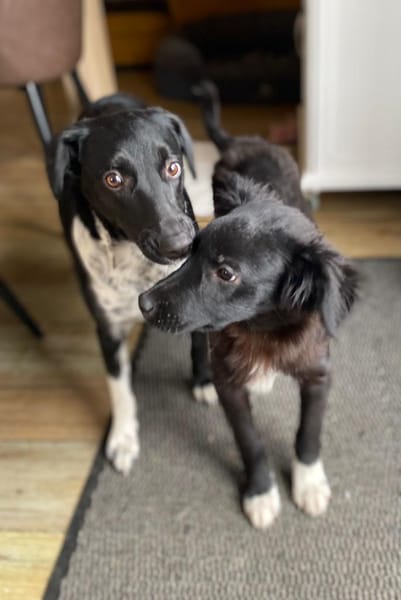 Jaronsucht sein für-immer-Zuhause