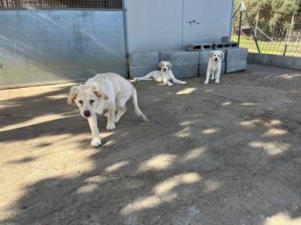 Qui wünscht sich glückliches Leben