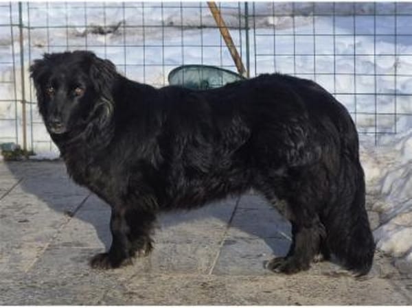 Luky - wartet in 96160 Geiselwind