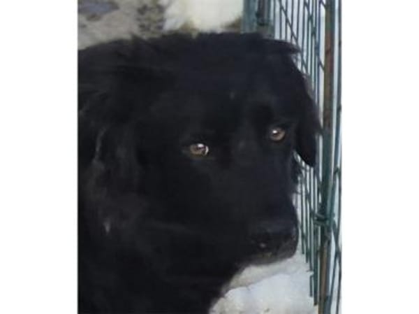 Luky - wartet in 96160 Geiselwind