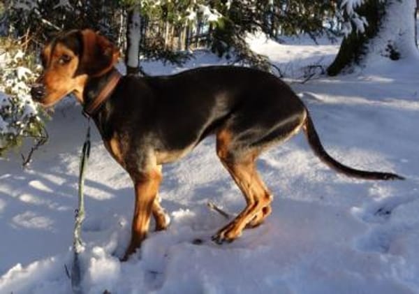 Solen, geb. ca. 04/2025, 79733 Görwihl