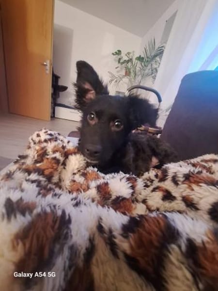 💕Püppi💕sucht ihr großes Glück! 🐾❤