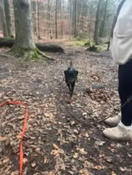 💙Emil sucht sein Zuhause 💙