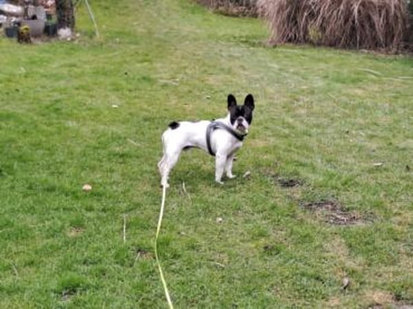 Poldi sucht liebevolles Zuhause