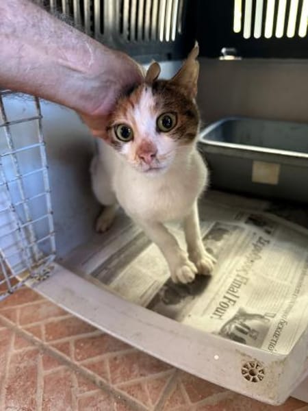 Pinky aus dem Tierschutz