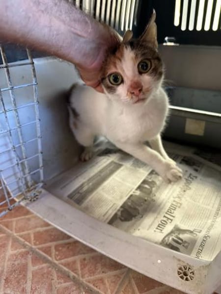 Pinky aus dem Tierschutz