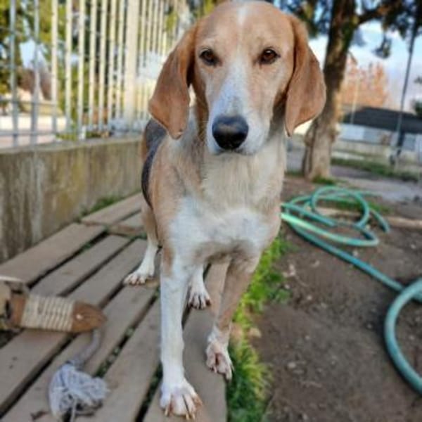 Lila - ein ganz feines Seelchen