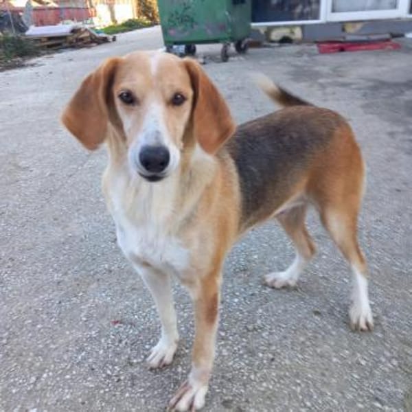 Lila - ein ganz feines Seelchen