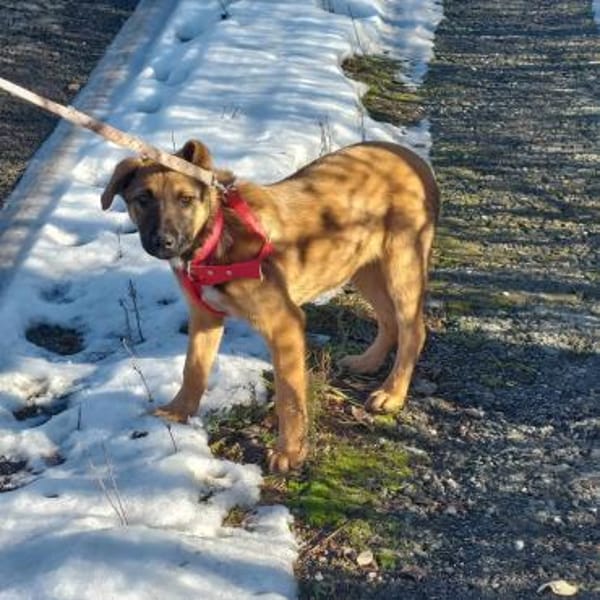 Cleo, sanfte Riesenpfote sucht Liebe