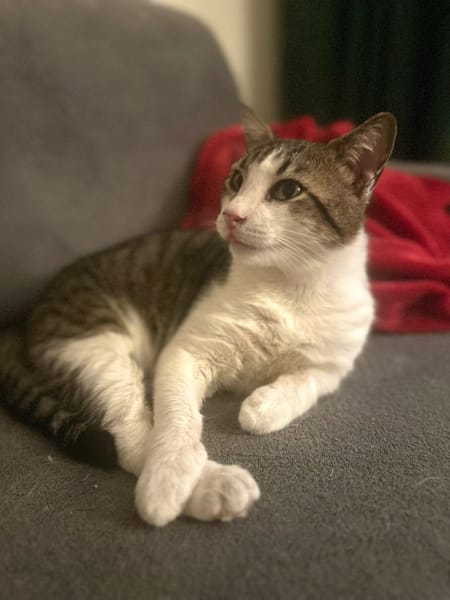 DIDIER, chat européen