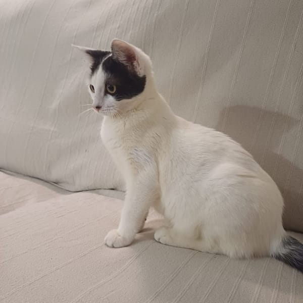 KALICY, chaton femelle européen