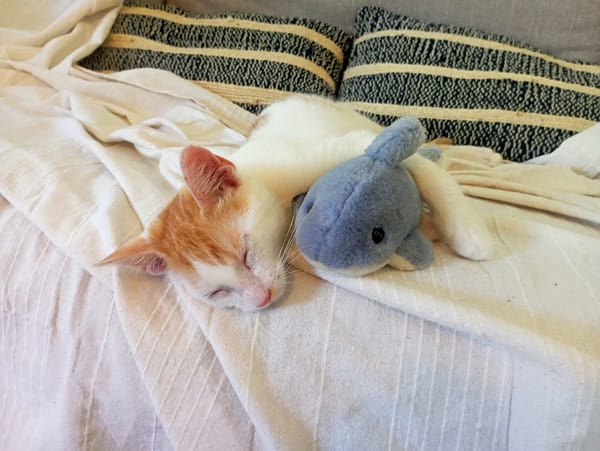 WAKOU, chaton européen