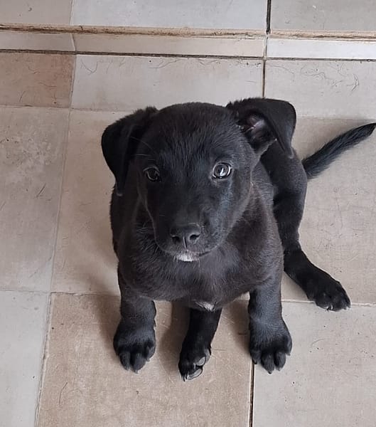 CHIARA, Femelle Croisée Labrador