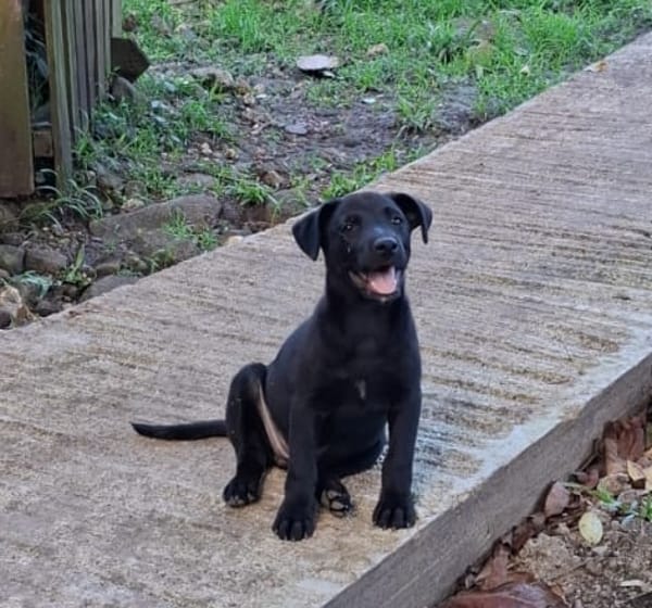 CHIARA, Femelle Croisée Labrador