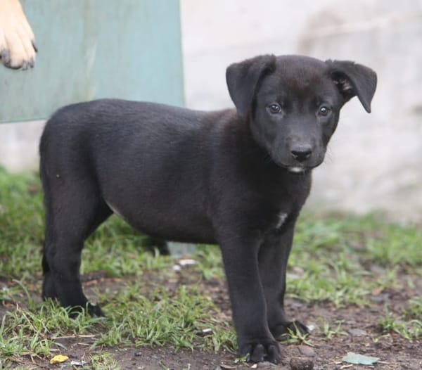 CHIARA, Femelle Croisée Labrador