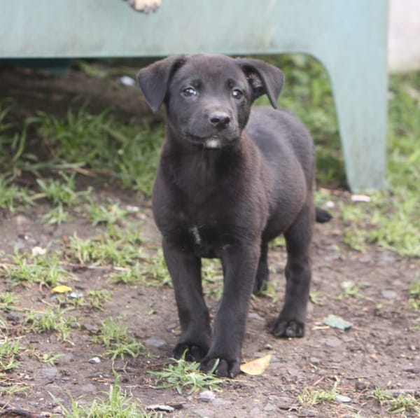 CHIARA, Femelle Croisée Labrador