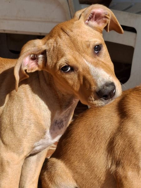 MOÏRA, chiot Berger Créole femelle