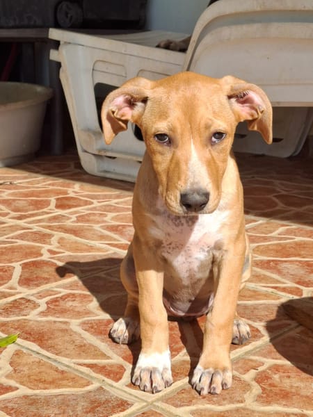 MOÏRA, chiot Berger Créole femelle