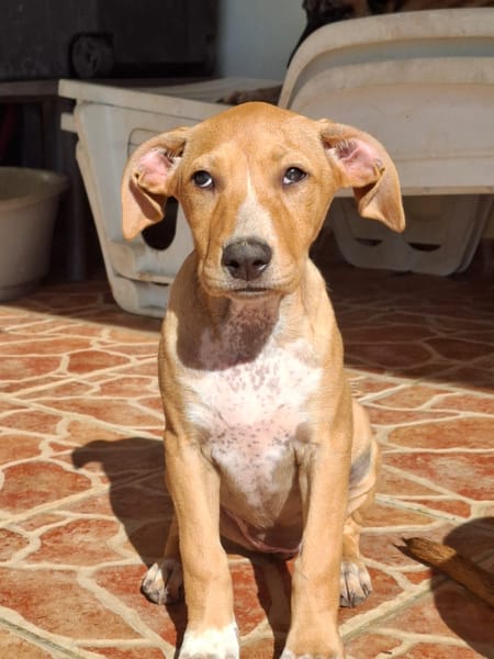 MOÏRA, chiot Berger Créole femelle