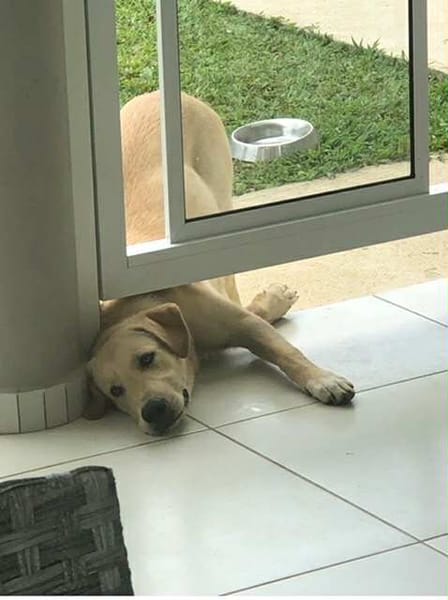 🐾 À L’ADOPTION – DUBAÏ, un grand cœur couleur crème 🐾