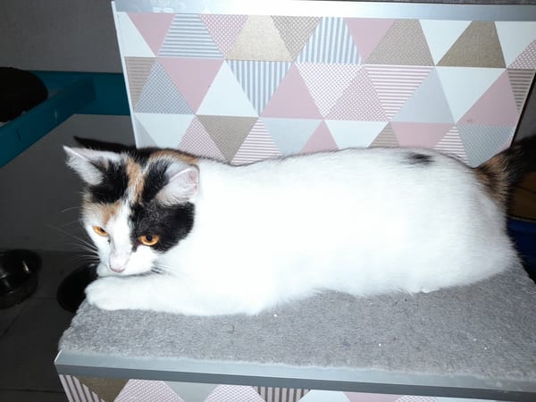 ALOES chatte tricolore