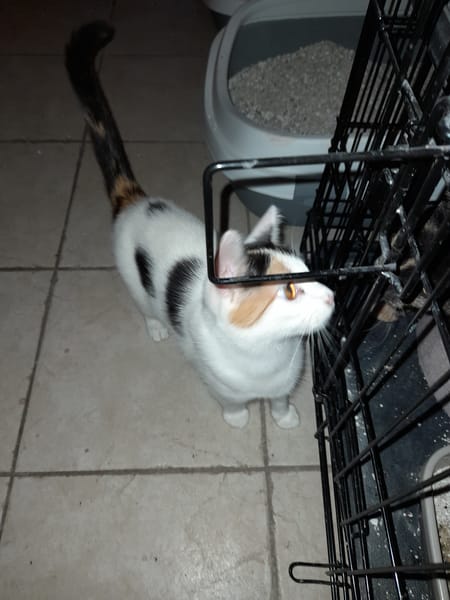 ALOES chatte tricolore