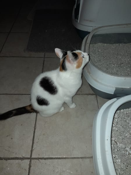 ALOES chatte tricolore