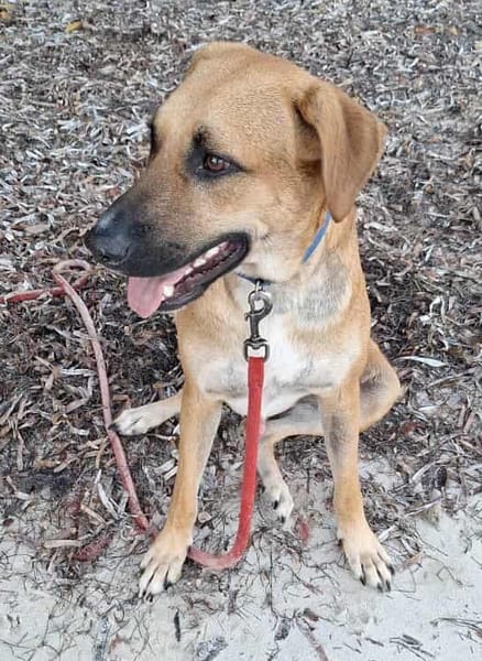 GUELIA grand coeur sur pattes