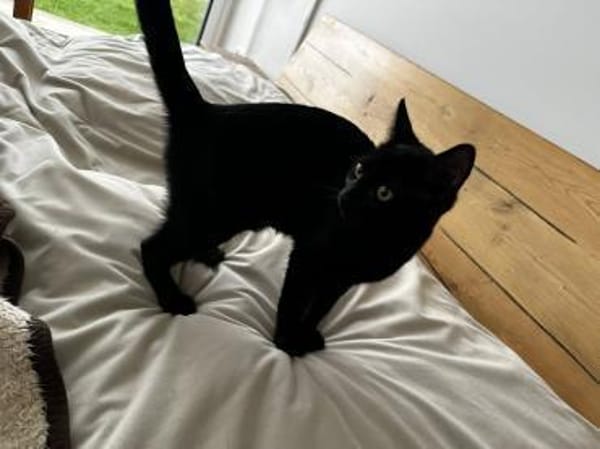 Schwarzes Kuschelknäuel su. Gesellschaft