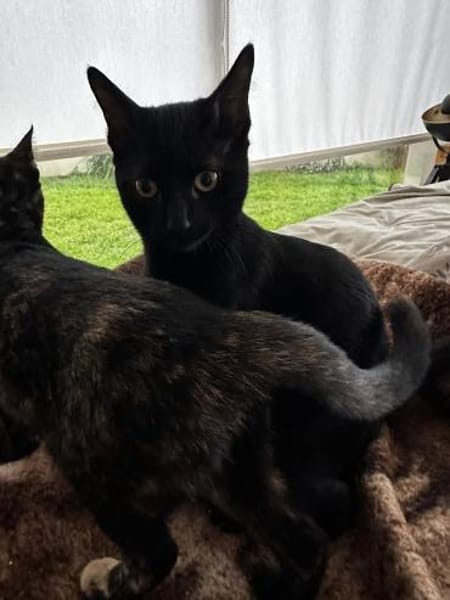 Schwarzes Kuschelknäuel su. Gesellschaft