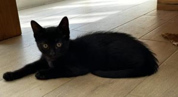 Schwarzes Kuschelknäuel su. Gesellschaft