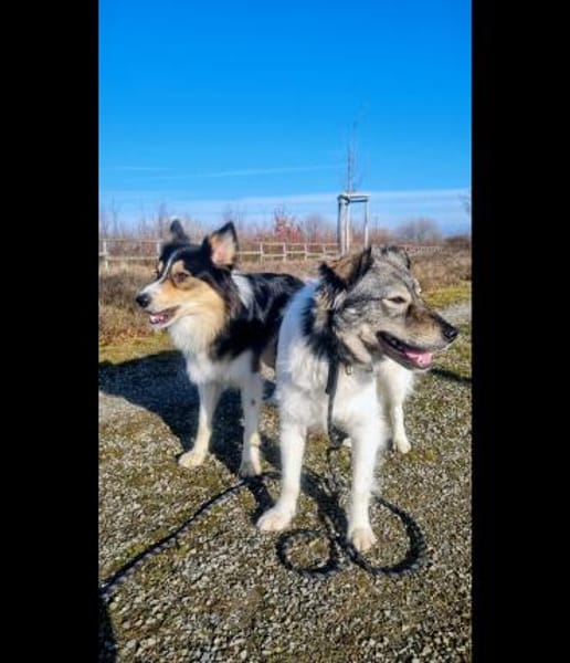 zauberhafter sanftmütiger Mischlungsrüde